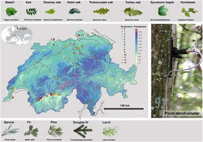 TreeNet–The Biological Drought and Growth Indicator Network